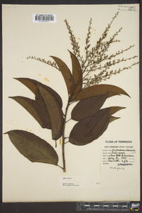 Oxydendrum arboreum image