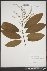 Oxydendrum arboreum image