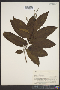 Oxydendrum arboreum image