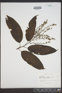 Oxydendrum arboreum image