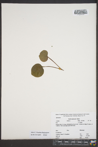 Pyrola americana image