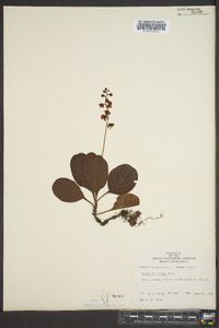 Pyrola elliptica image