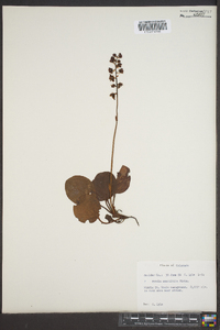 Pyrola asarifolia image