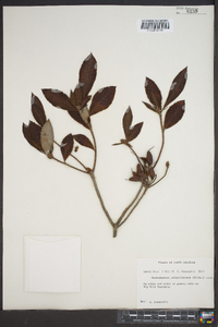 Rhododendron calendulaceum image