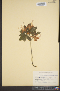 Rhododendron cumberlandense image