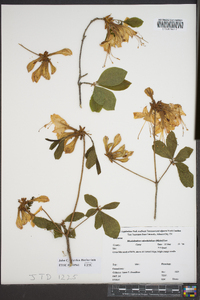 Rhododendron calendulaceum image