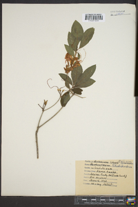 Rhododendron calendulaceum image