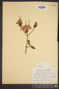 Rhododendron calendulaceum image