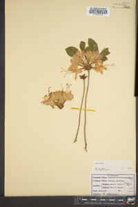 Rhododendron calendulaceum image