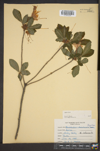 Rhododendron calendulaceum image