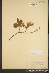 Rhododendron calendulaceum image