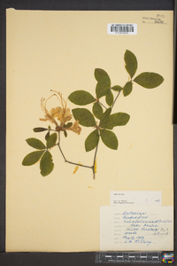 Rhododendron calendulaceum image