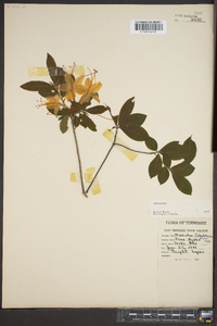 Rhododendron calendulaceum image