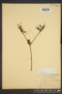 Rhododendron nudiflorum image