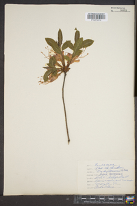 Rhododendron nudiflorum image