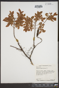 Vaccinium angustifolium image