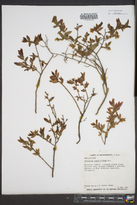 Vaccinium angustifolium image