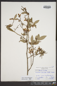 Vaccinium elliottii image