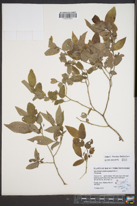 Vaccinium erythrocarpum image