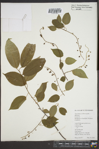 Vaccinium erythrocarpum image