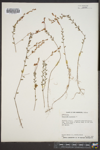 Vaccinium oxycoccos image