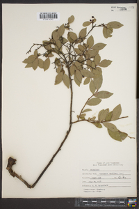 Vaccinium vacillans image