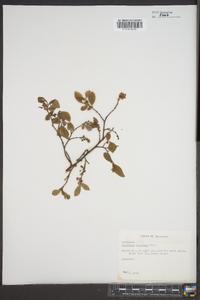 Vaccinium vacillans image