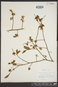 Vaccinium vacillans image