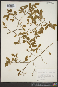 Vaccinium vacillans image