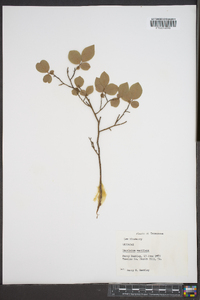 Vaccinium vacillans image