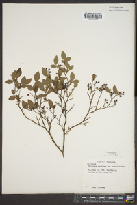 Vaccinium vacillans image