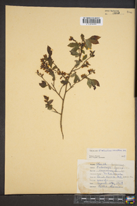 Vaccinium vacillans image