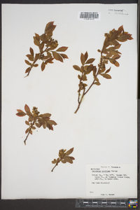Vaccinium vacillans image