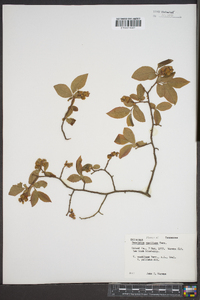 Vaccinium vacillans image