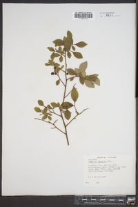 Vaccinium vacillans image