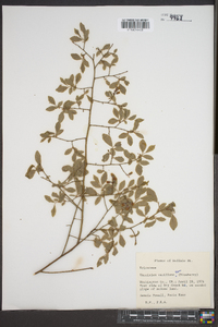 Vaccinium vacillans image