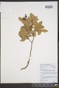 Vaccinium vacillans image