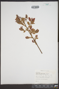 Vaccinium vacillans image