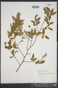 Vaccinium constablaei image