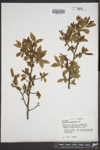 Vaccinium constablaei image