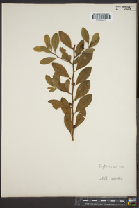 Erythroxylum coca image