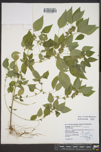 Acalypha rhombifolia image
