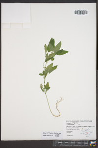 Acalypha virginica image