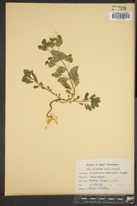 Euphorbia commutata image