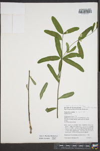 Euphorbia pubentissima image