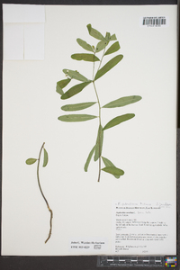 Euphorbia pubentissima image