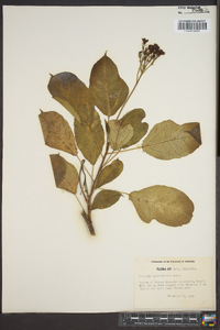 Jatropha integerrima image