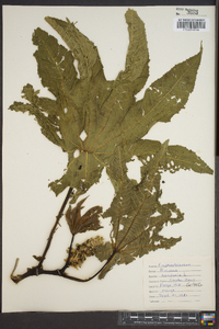 Ricinus communis image