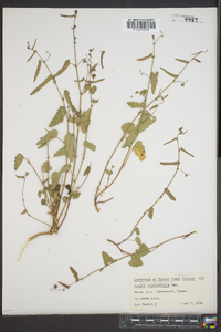 Tragia nepetaefolia image