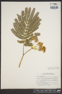 Albizia julibrissin image